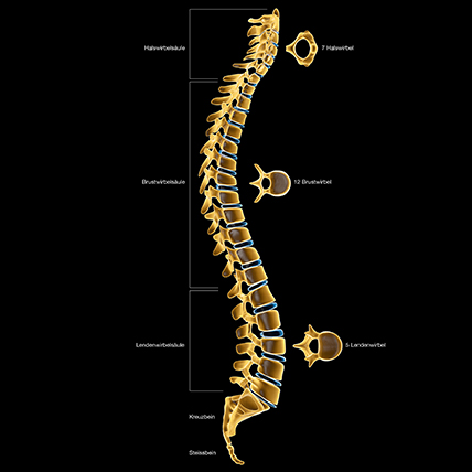 Wirbelsäule