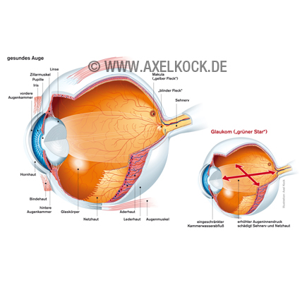 Gesundes Auge