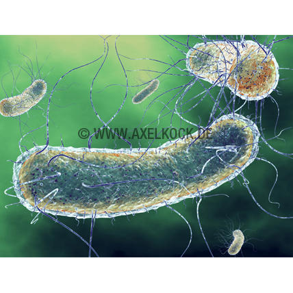 E.Coli