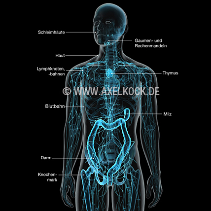 Immunsystem