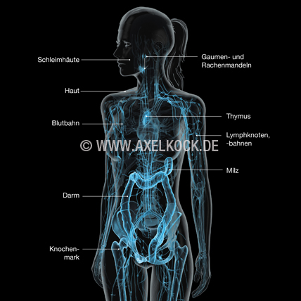 Immunsystem