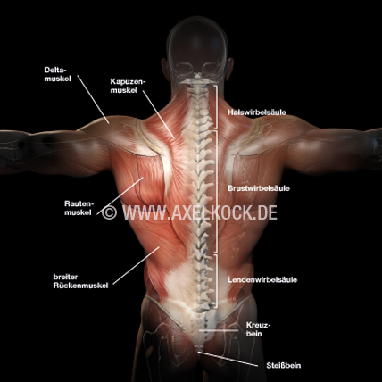 Rückenmuskeln