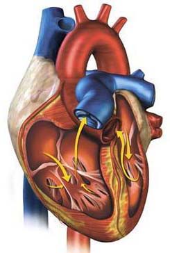 Herz-Funktion