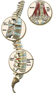 Wirbelsäule Details