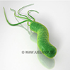 Helicobacter Pylori