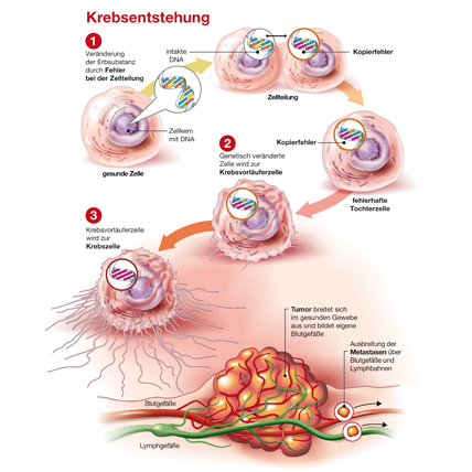 Krebsentstehung