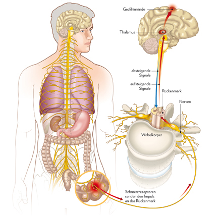 Schmerzentstehung